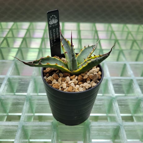 AGAVE SCABRA VARIEGATA