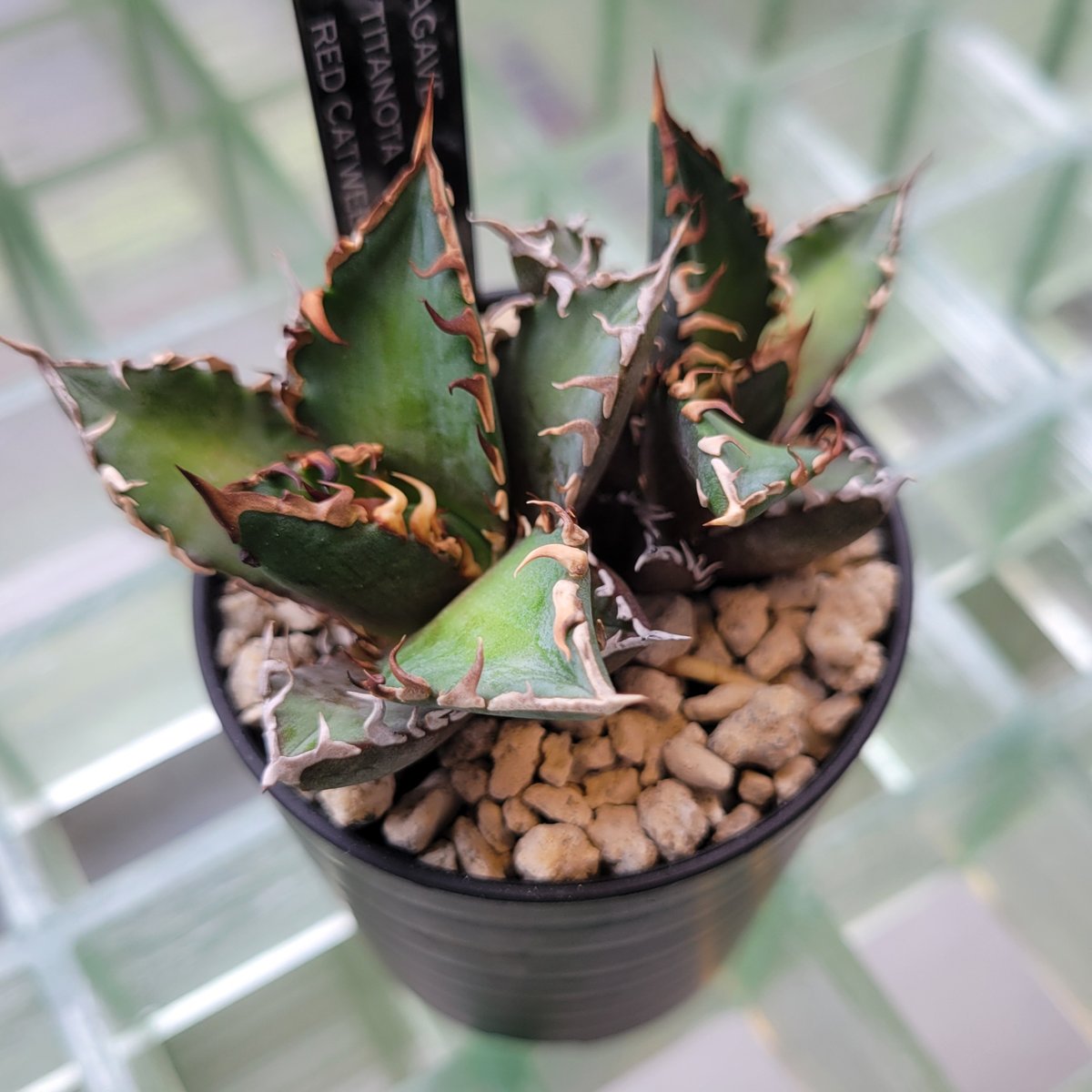 AGAVE TITANOTA RED CATWEEZLE 2頭 | カトーエンゲー東京