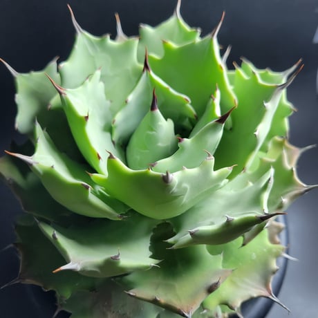 AGAVE ISTHMENSIS INLAND FORM
