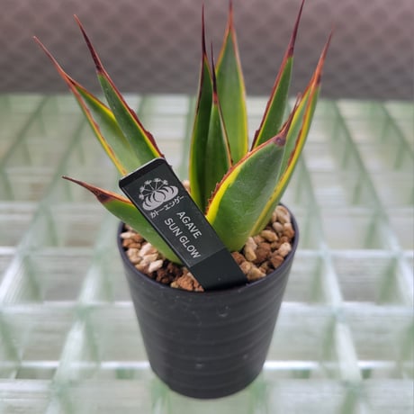 AGAVE SUN GLOW