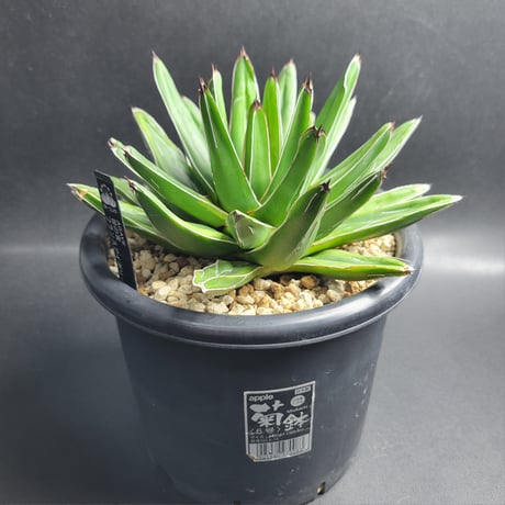 AGAVE 笹の雪 フランスアイボリー