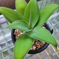 AGAVE ATTENUATA KARA'S STRIPES