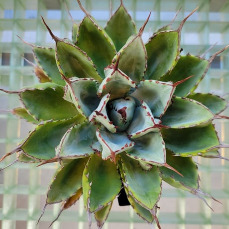 AGAVE CUBIC MARGINATA