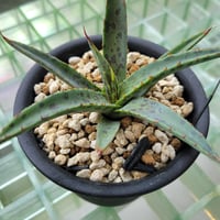 MANGAVE BLOOD SPOT  × KERCHOVEI (SP.)