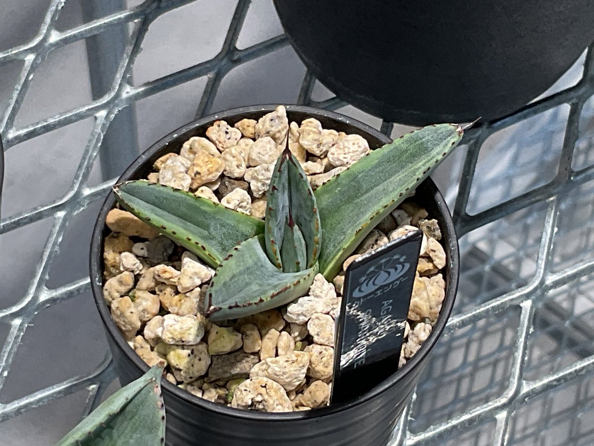 クリミア産　アナパイト　貝化石共生　Anapaite クリミア産アナパイト貝化石共生Anapaite