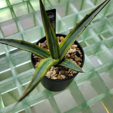 AGAVE LECHUGUILLA VARIEGATA