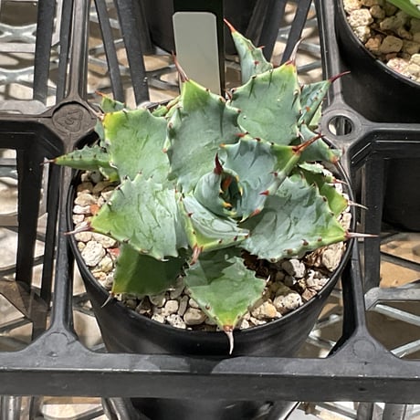 ITEM | カトーエンゲー東京