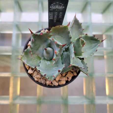 AGAVE ISTHMENSIS 王妃甲蟹