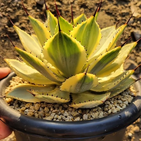 AGAVE POTATORUM 風月