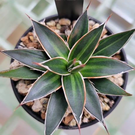 AGAVE SCHIDIGERA SUN DANCE