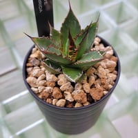AGAVE HORRIDA