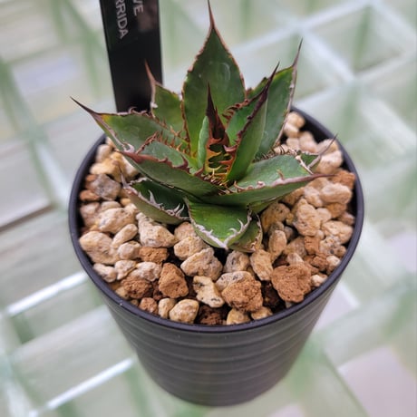 AGAVE HORRIDA