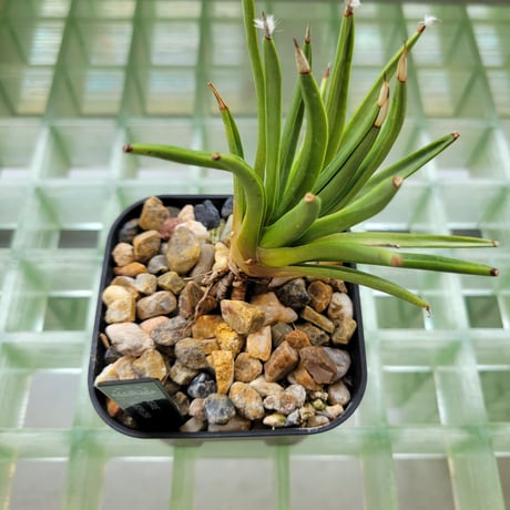 AGAVE ALBOPILOSA