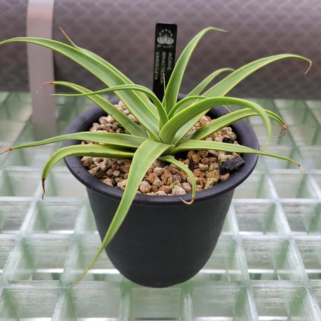 AGAVE BRACTEOSA VARIEGATA