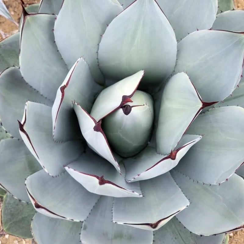 agave 'Illusion' TC【※発根済み】メルカリ史上初 極希少 agave 'Illusion' TC【※発根済み】レア種 希少株 agave 'Illusion' TC