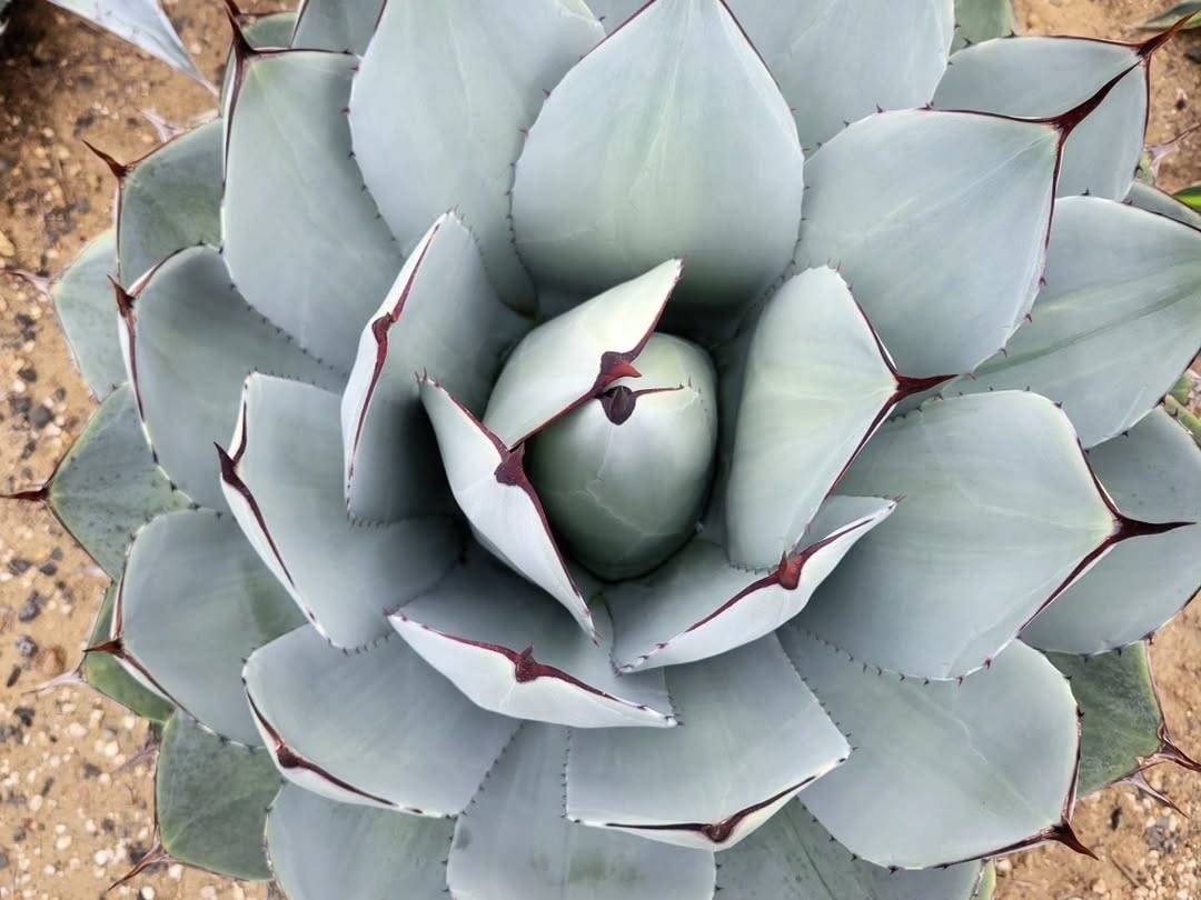 アガベ Agave parryi ssp. truncata 236 Agave parryi ssp. parryi】アガベパリーパリー | ACE GARAG
