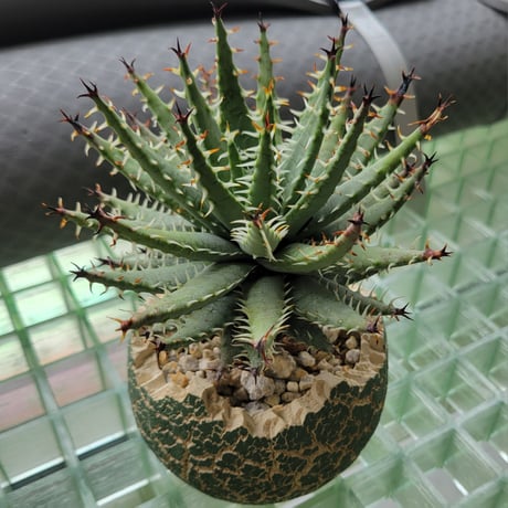 ALOE ERINACEA×KONECT FANG KTE MODEL