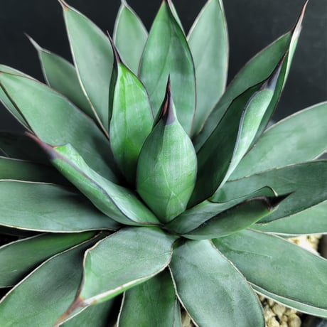 AGAVE ROYAL SPINE