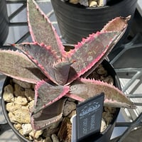 AGAVE PARRYI TRUNCATA JACKPOT | カトーエンゲー東京