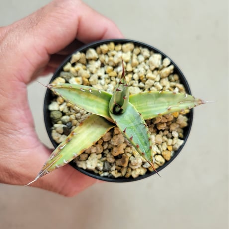 AGAVE NEOMEXICANA VARIEGATA