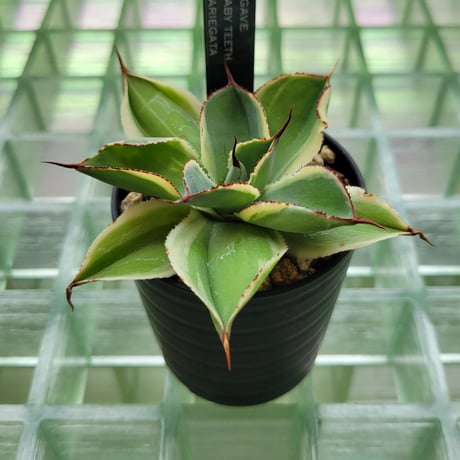 AGAVE BABY TEETH VARIEGATA