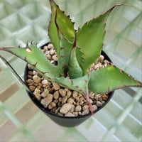 AGAVE SHAWPOT SHAWII × POTATORUM
