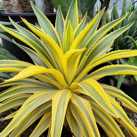 AGAVE DESMETTIANA 雪月花