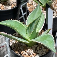 AGAVE CELSII 白覆輪