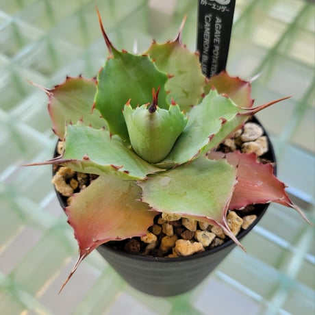 AGAVE POTATORUM CAMERON BLUE