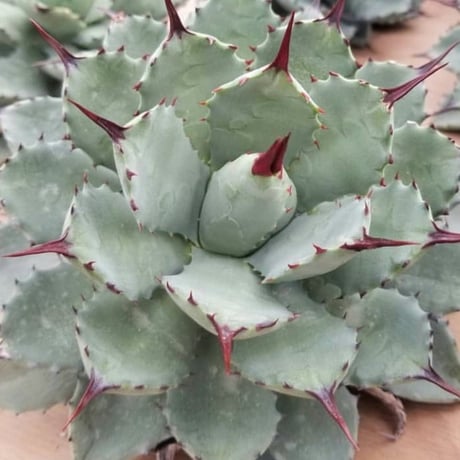 AGAVE 八荒雷神