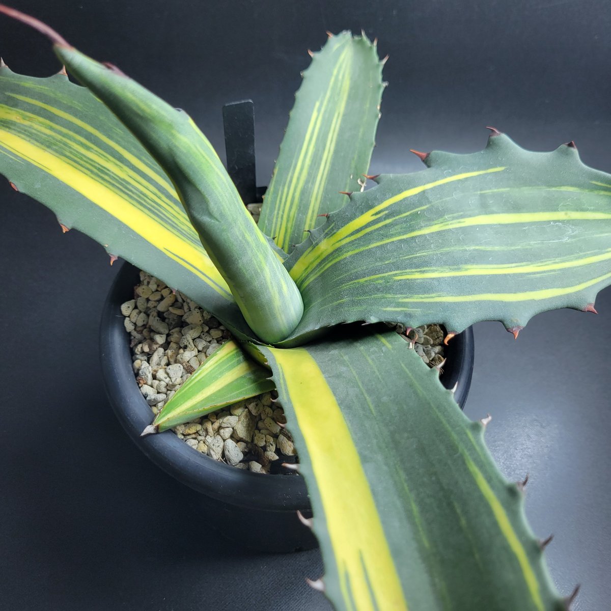 AGAVE SALMIANA FEROX VARIEGATA | カトーエンゲー東京