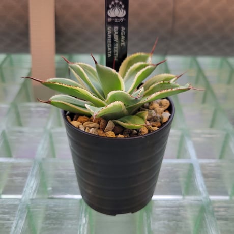 AGAVE BABY TEETH VARIEGATA