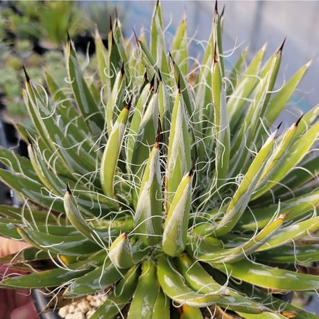 AGAVE TOUMEYANA