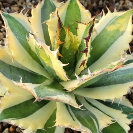 AGAVE TITANOTA SNAGGLE TOOTH