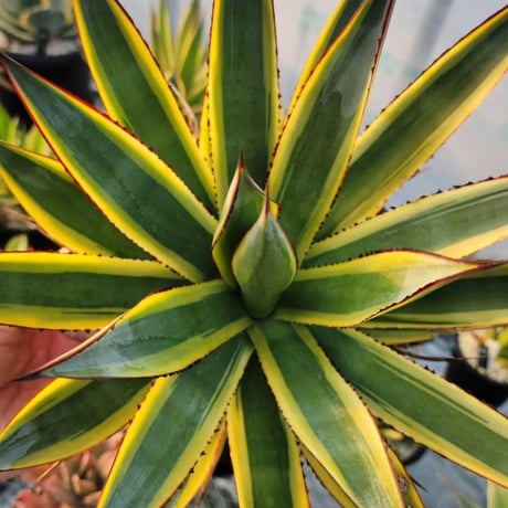 AGAVE SUN GLOW