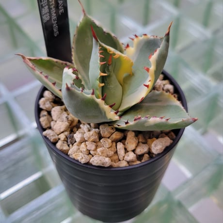 AGAVE ISTHMENSIS 甲蟹錦