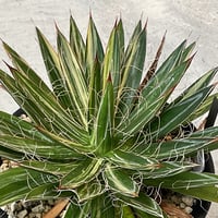 AGAVE FILIFERA 乱れ雪錦