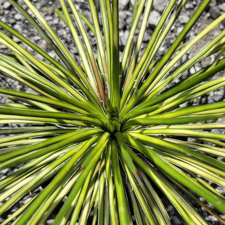 AGAVE GEMINIFLORA MEDIOPICTA