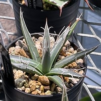 AGAVE PARVIFLORA