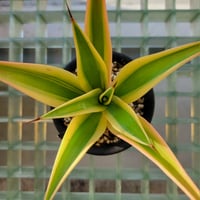 AGAVE DESMETTIANA GOLD MARGIN