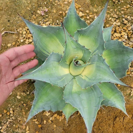 AGAVE OVATIFOLIA AWAKENING ANGEL
