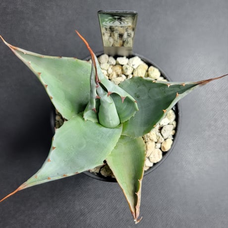 AGAVE OVATIFOLIA CAMEO