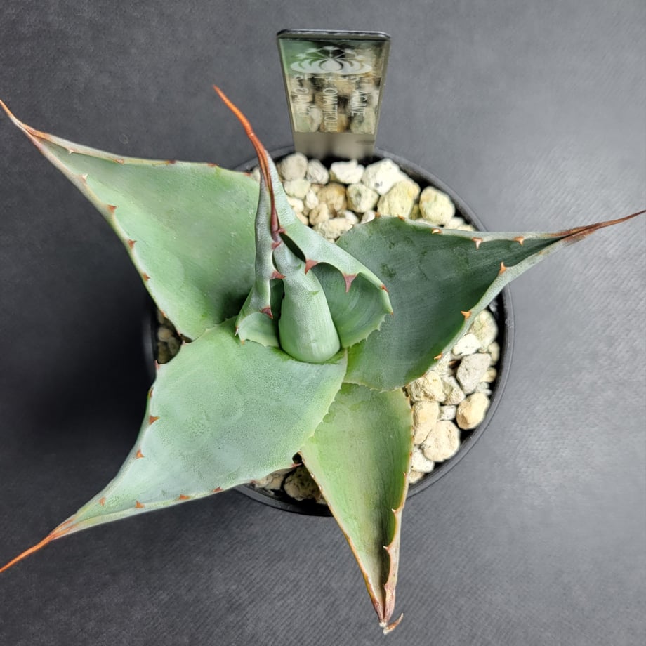 69057251a751093c6130e19c
