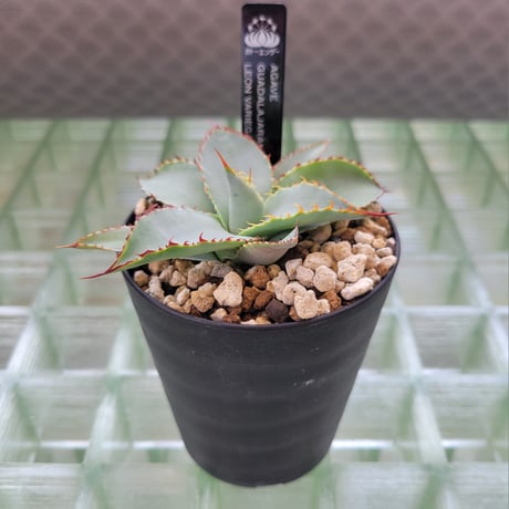AGAVE GUADALAJARANA LEON VARIEGATA