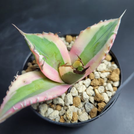 AGAVE TITANOTA SNAGGLE TOOTH
