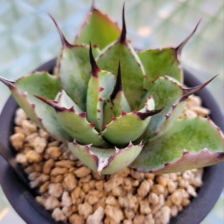AGAVE 八荒雷神