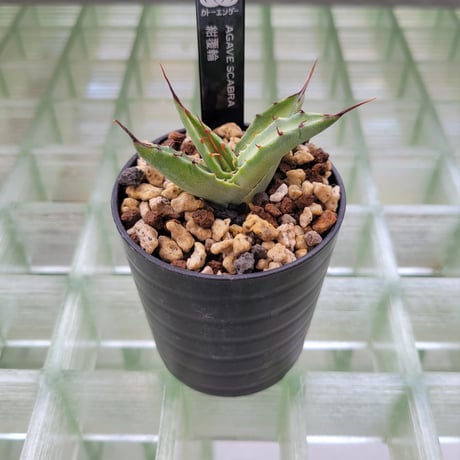 AGAVE SCABRA 紺覆輪