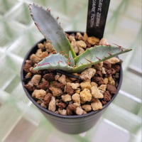 AGAVE ZEBRA SQUARE TOOTH