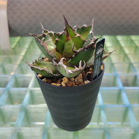 AGAVE FO-076 BIG SPINE
