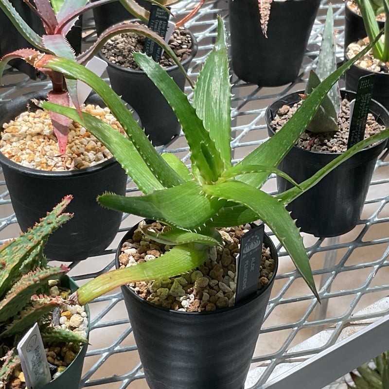 ＡＬＯＥです。 ALOE PLURIDENS | カトーエンゲー東京